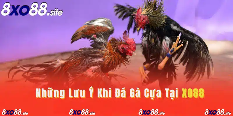 Những lưu ý khi đá gà cựa tại XO88