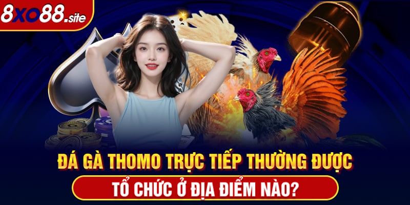 Đá gà Thomo trực tiếp thường được tổ chức ở địa điểm nào?