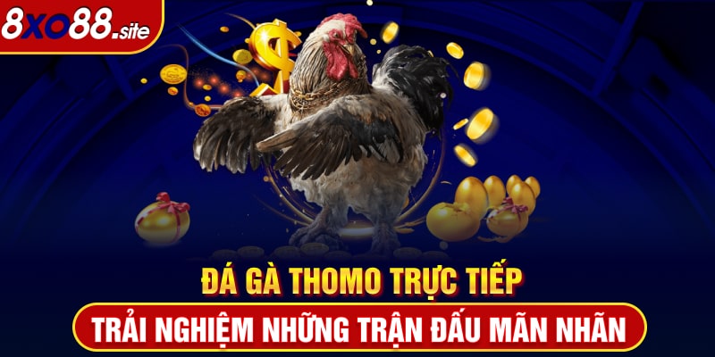 Đá gà Thomo trực tiếp Xo88 trải nghiệm những trận gà chọi mãn nhãn