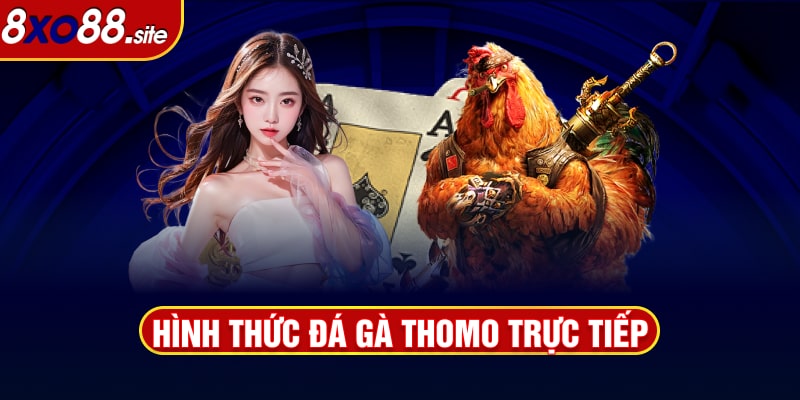 Hình thức đá gà thomo trực tiếp