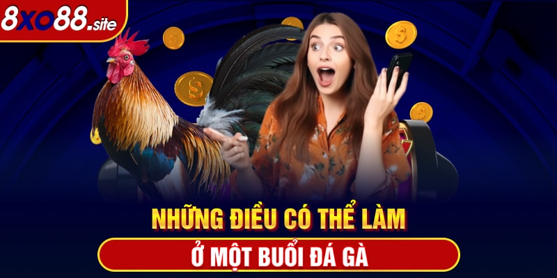 Những điều có thể làm ở một buổi đá gà Thomo