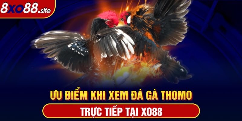 Ưu điểm khi xem đá gà Thomo trực tiếp tại xo88